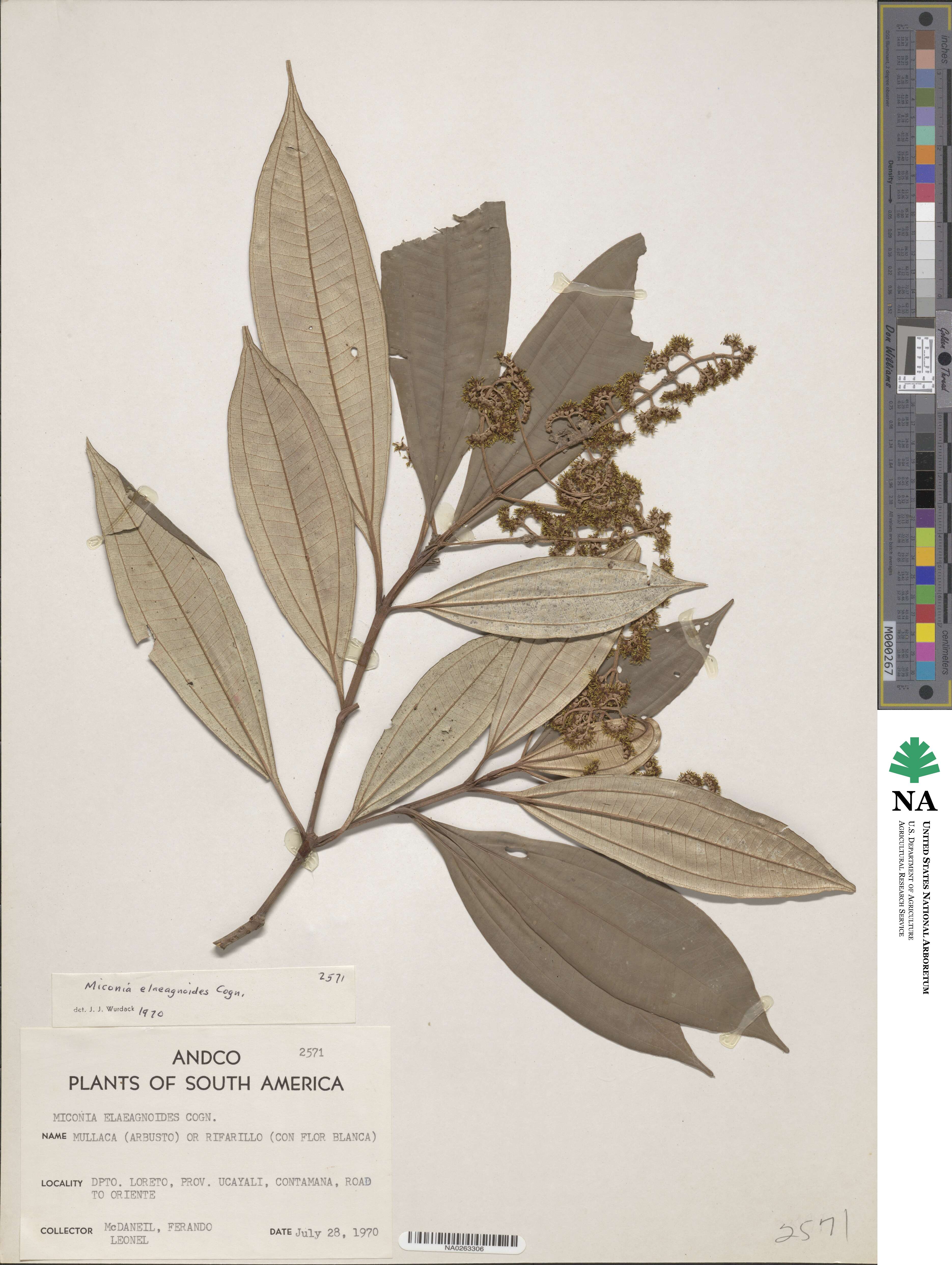 Miconia elaeagnoides image