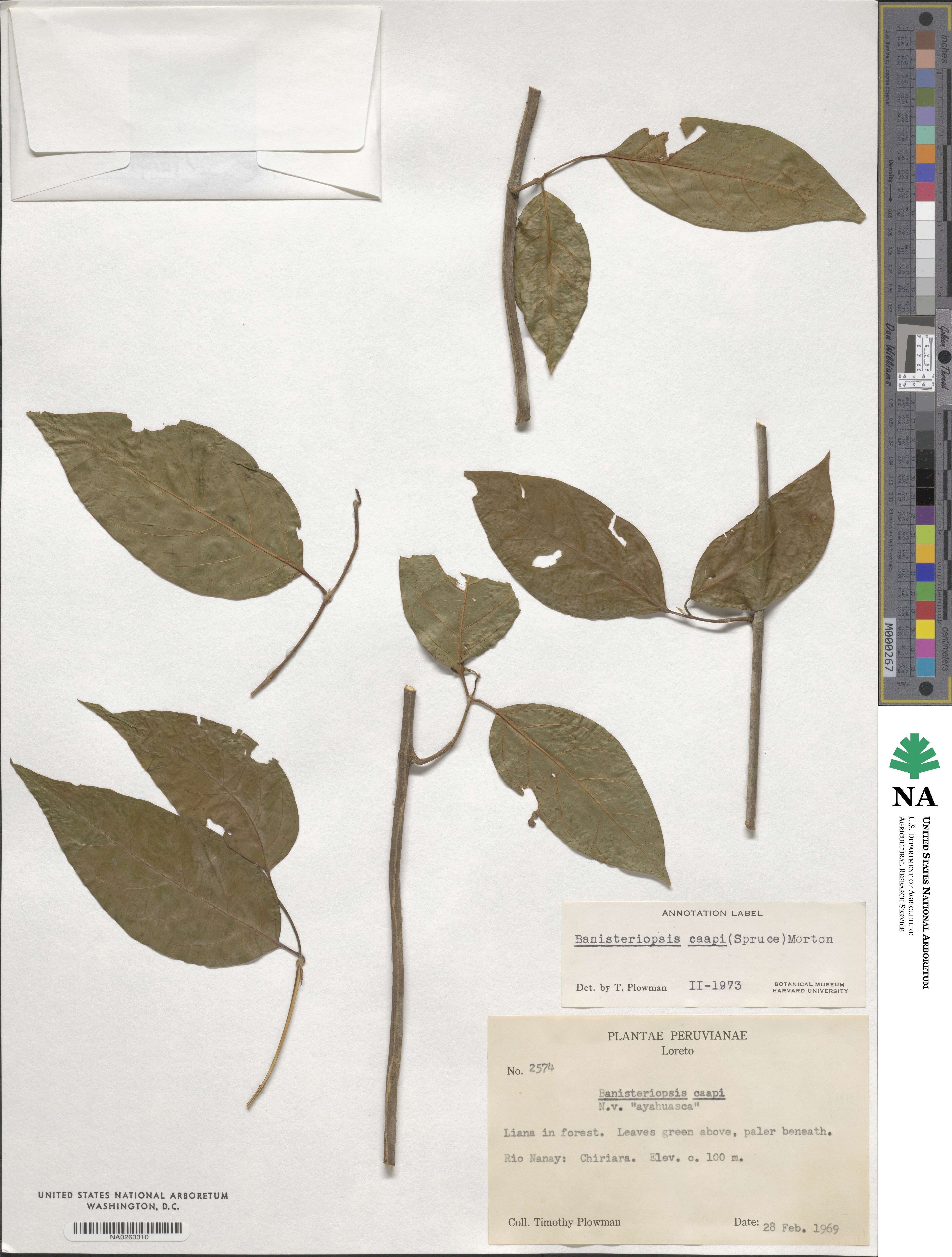 Banisteriopsis caapi image