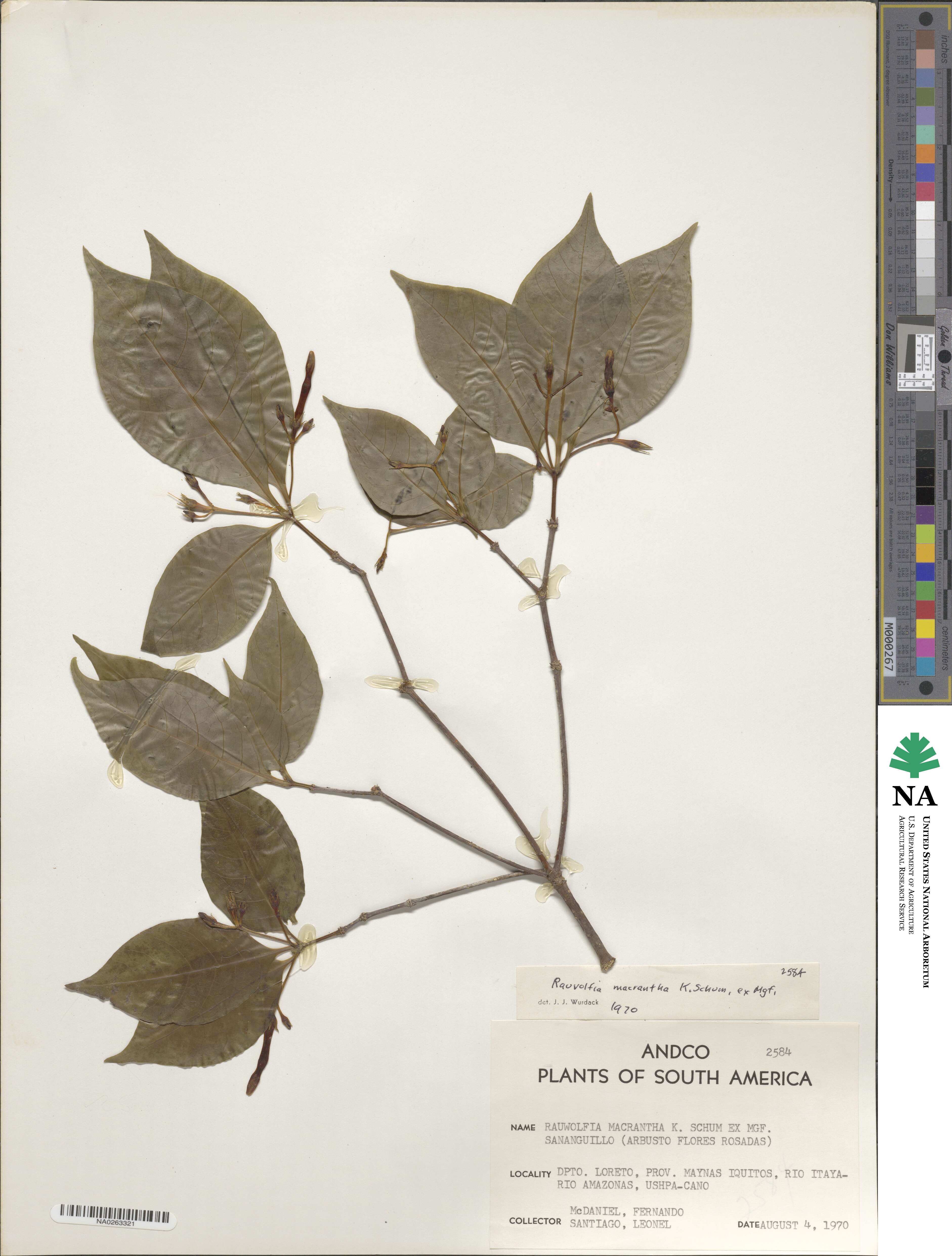 Rauvolfia macrantha image