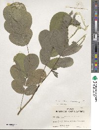 Senna bicapsularis image