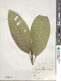 Ficus insipida image