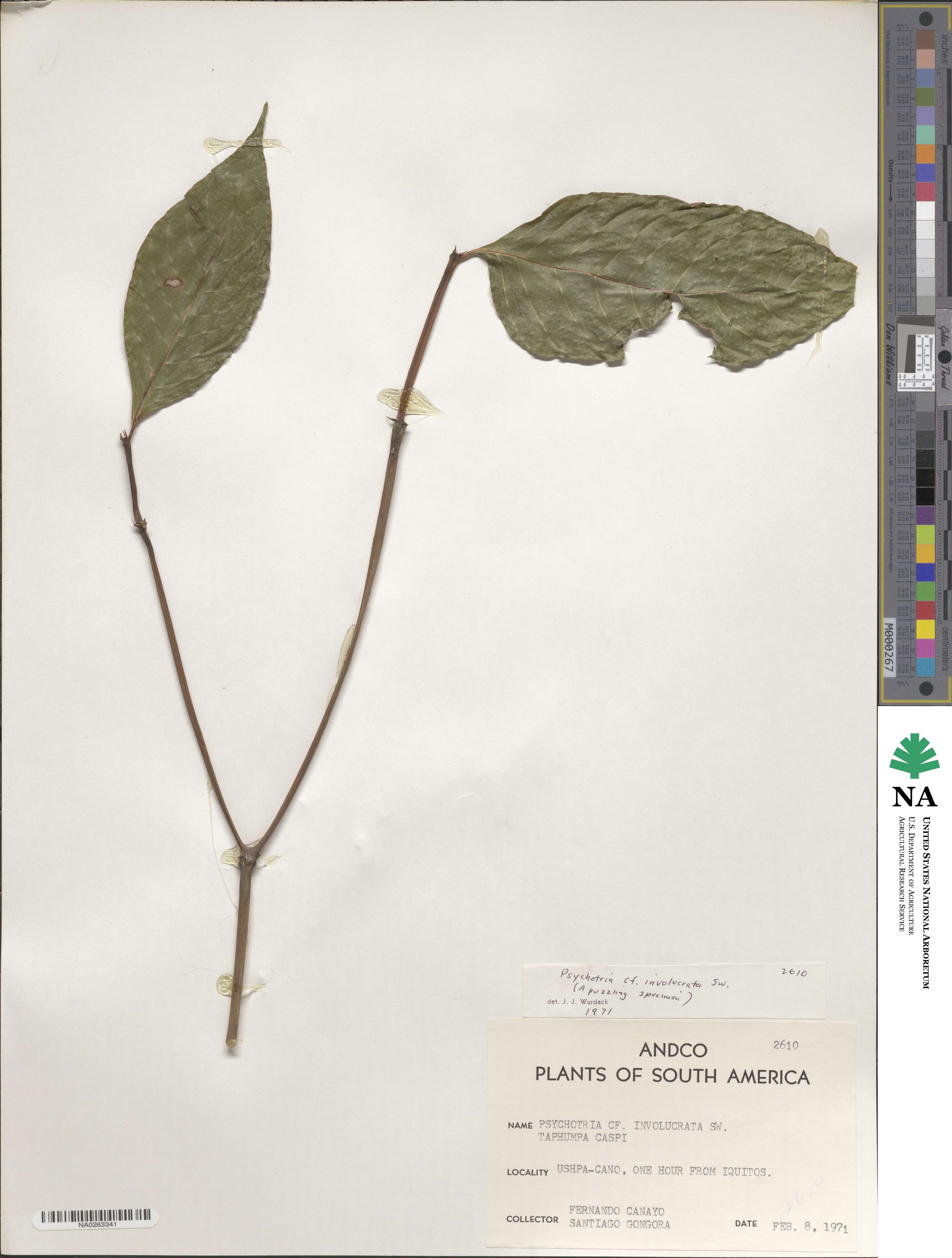 Psychotria involucrata image