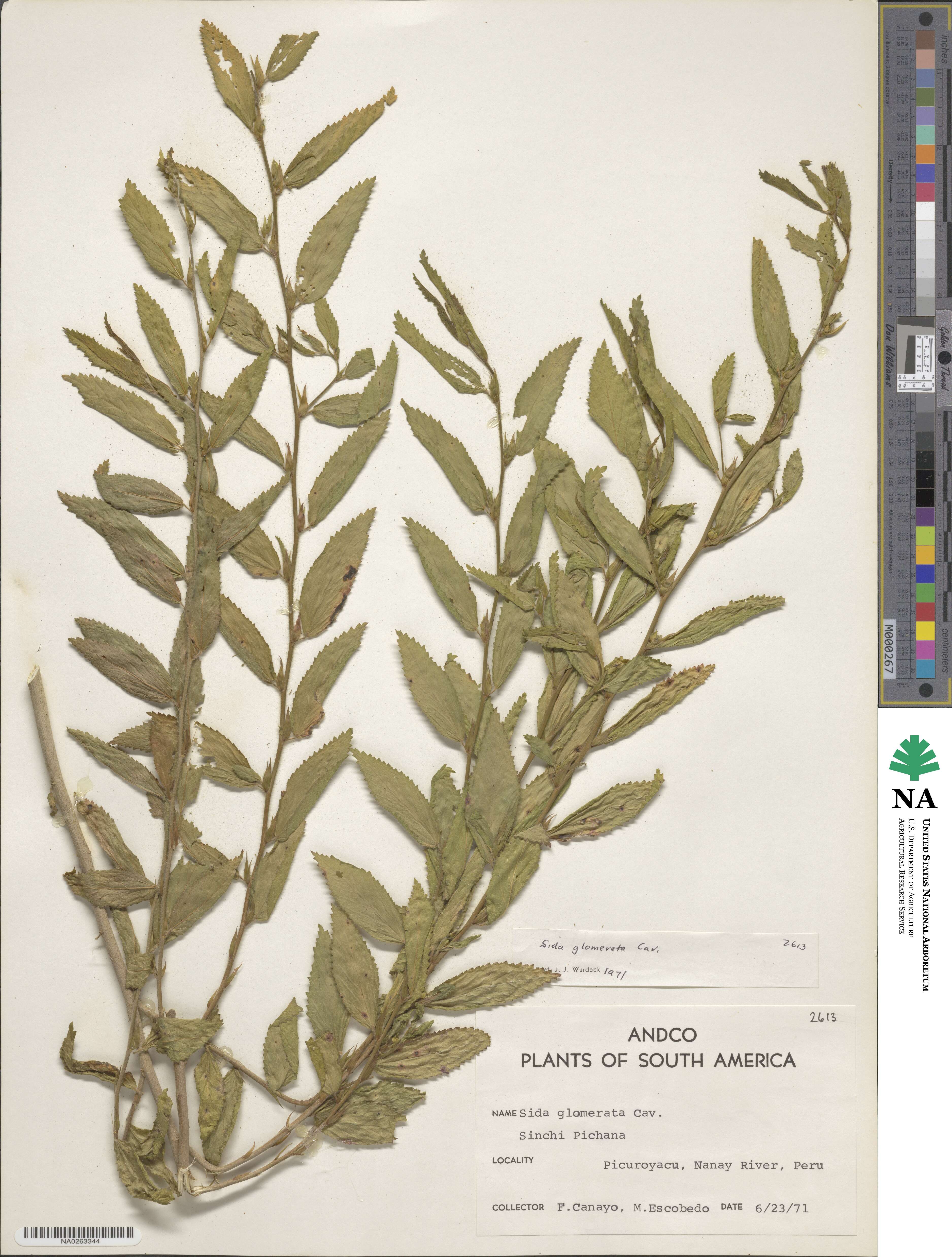 Sida glomerata image