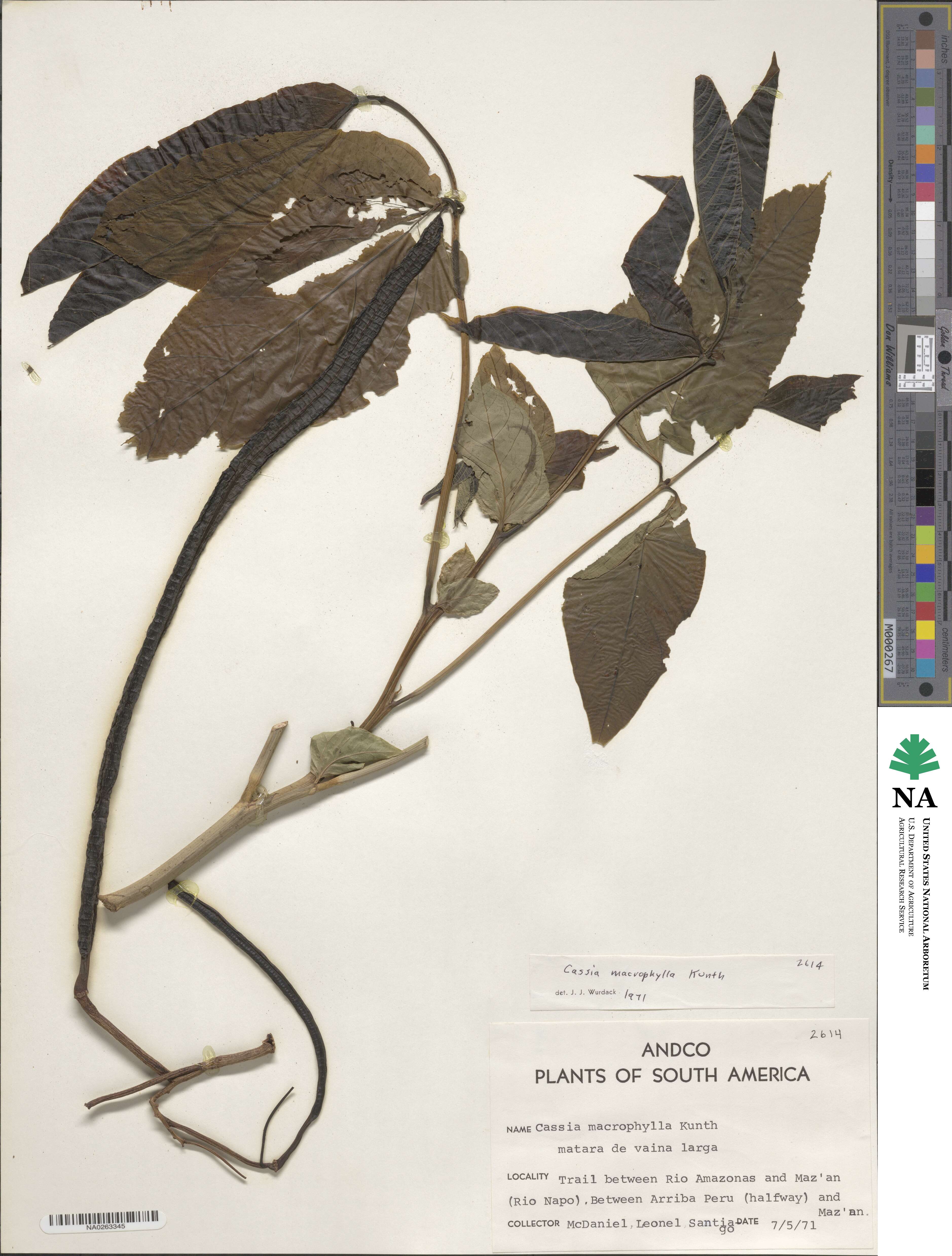 Senna macrophylla image
