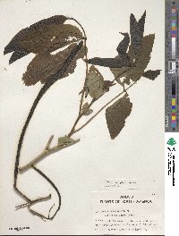 Senna macrophylla image