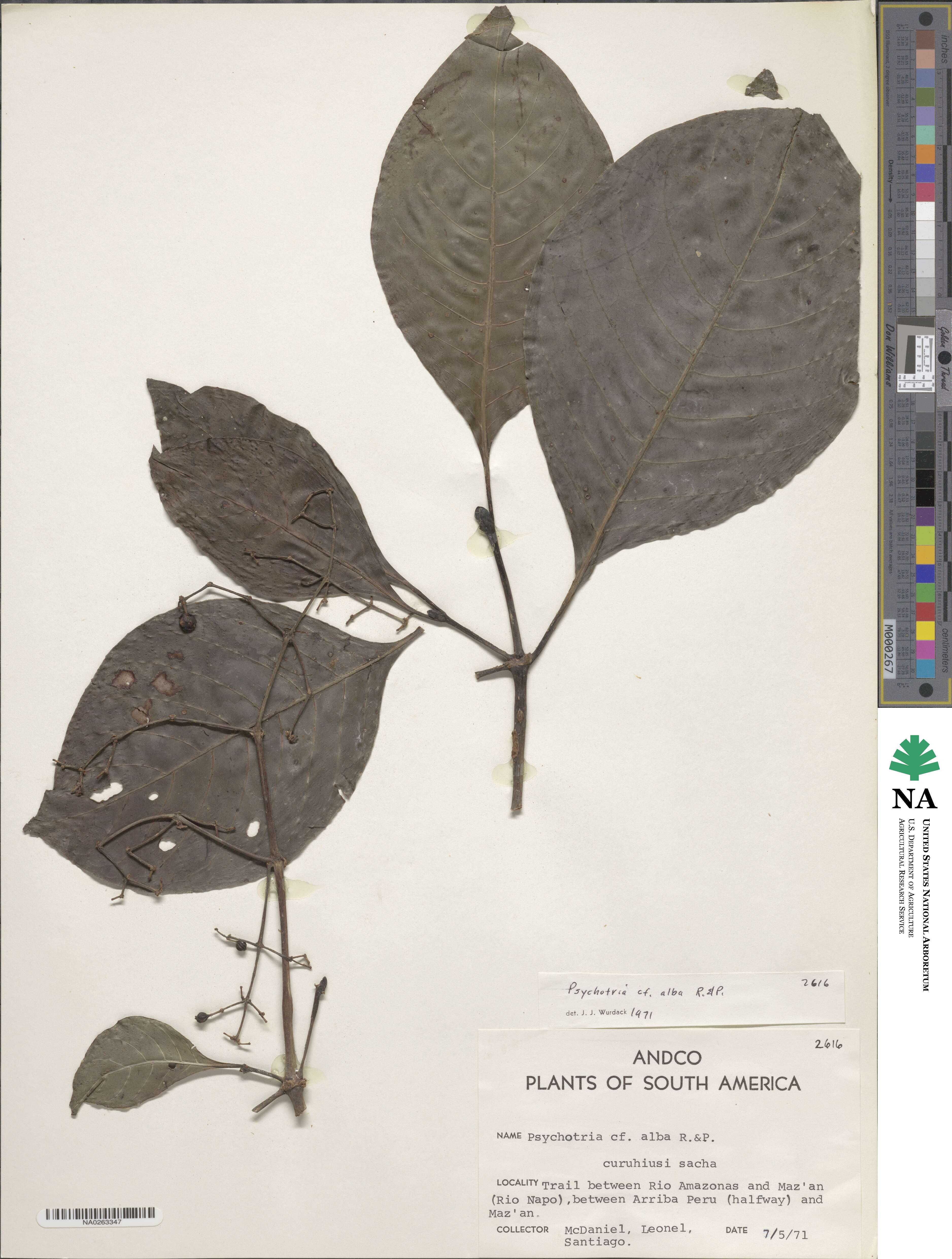 Psychotria alba image