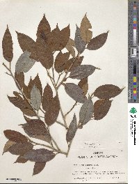 Ficus pertusa image