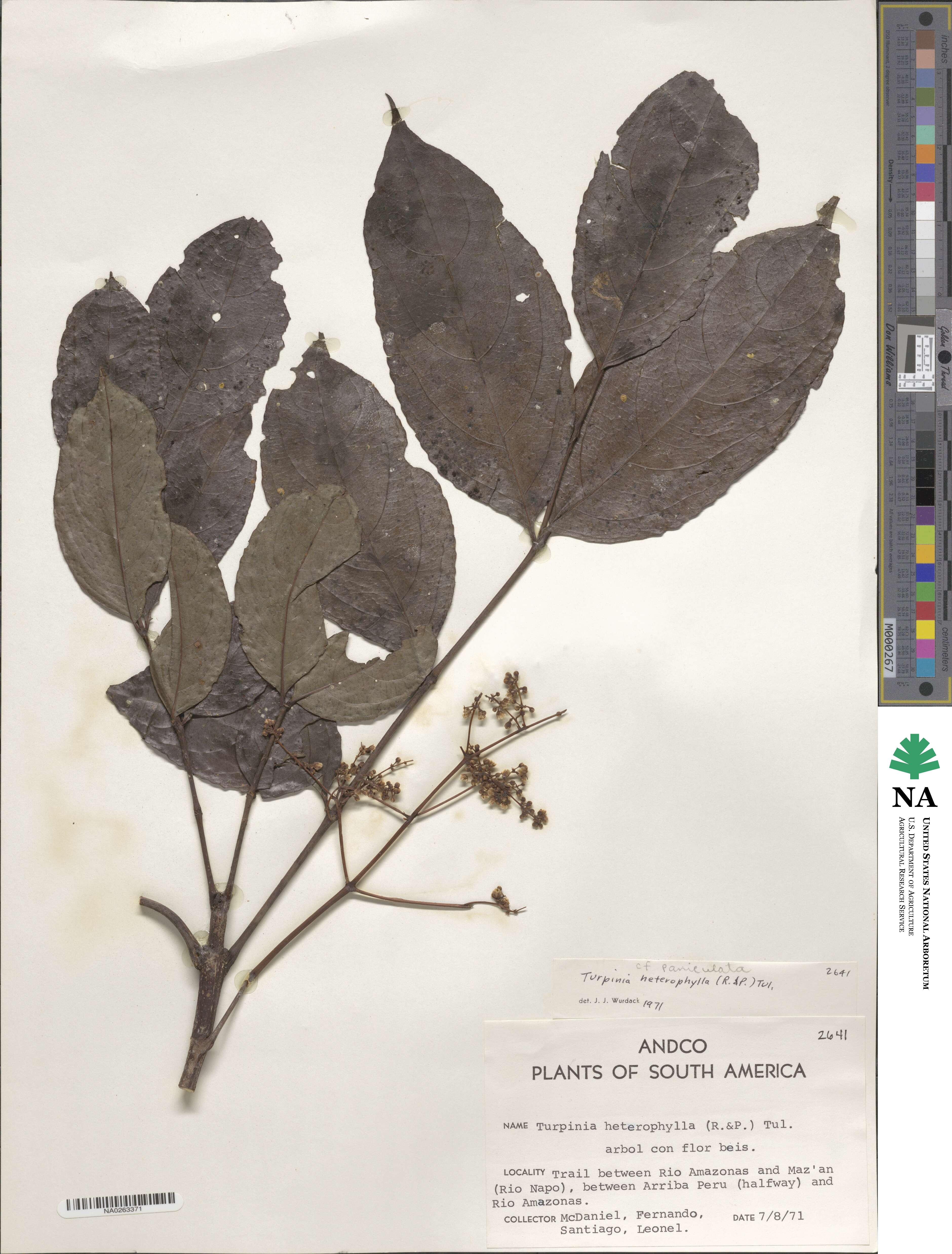 Staphylea occidentalis subsp. occidentalis image