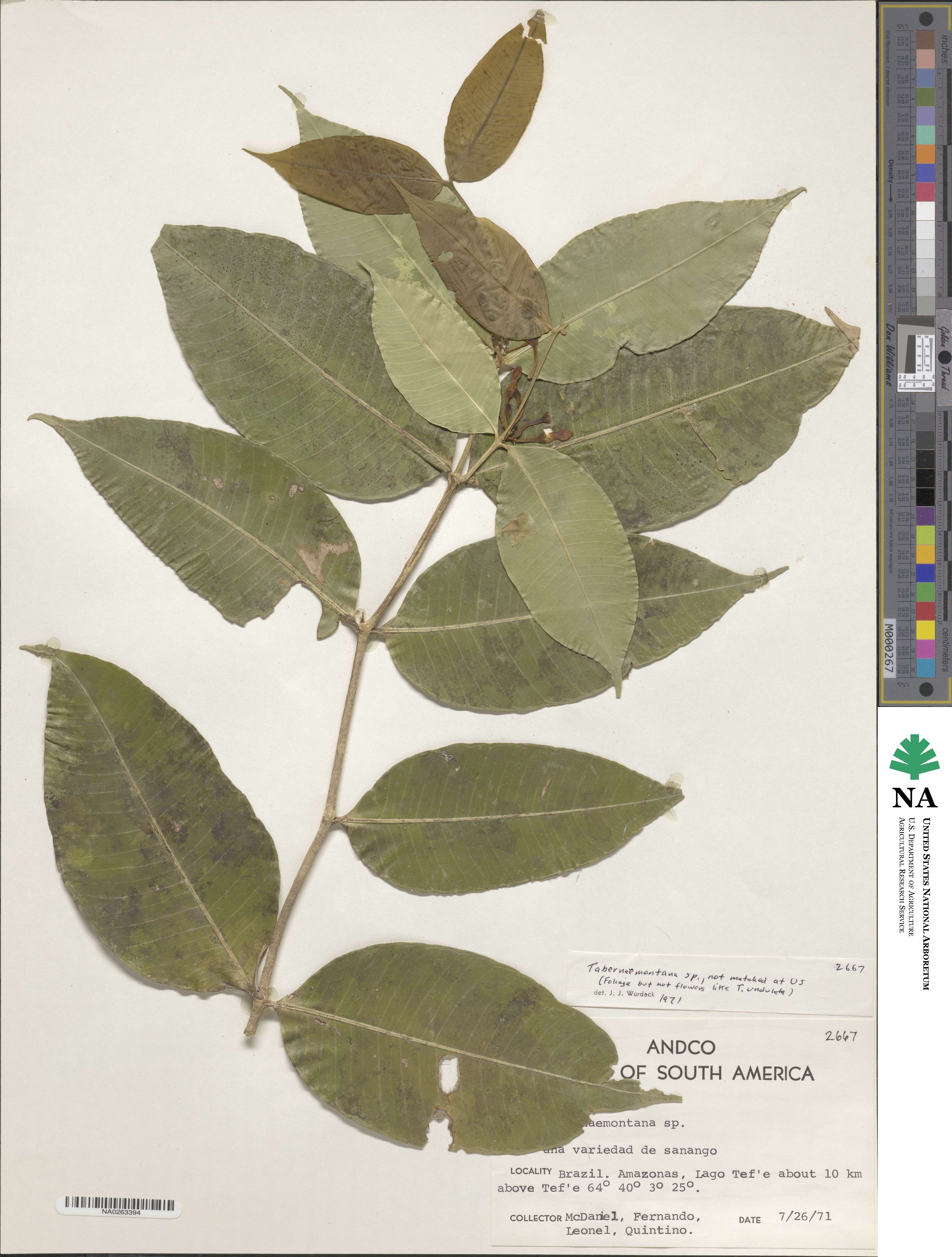 Tabernaemontana image