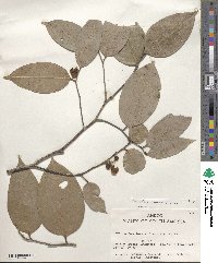 Eschweilera parvifolia image