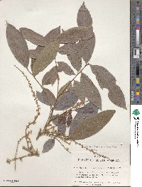 Matayba arborescens image