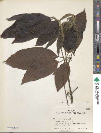 Vitex cymosa image