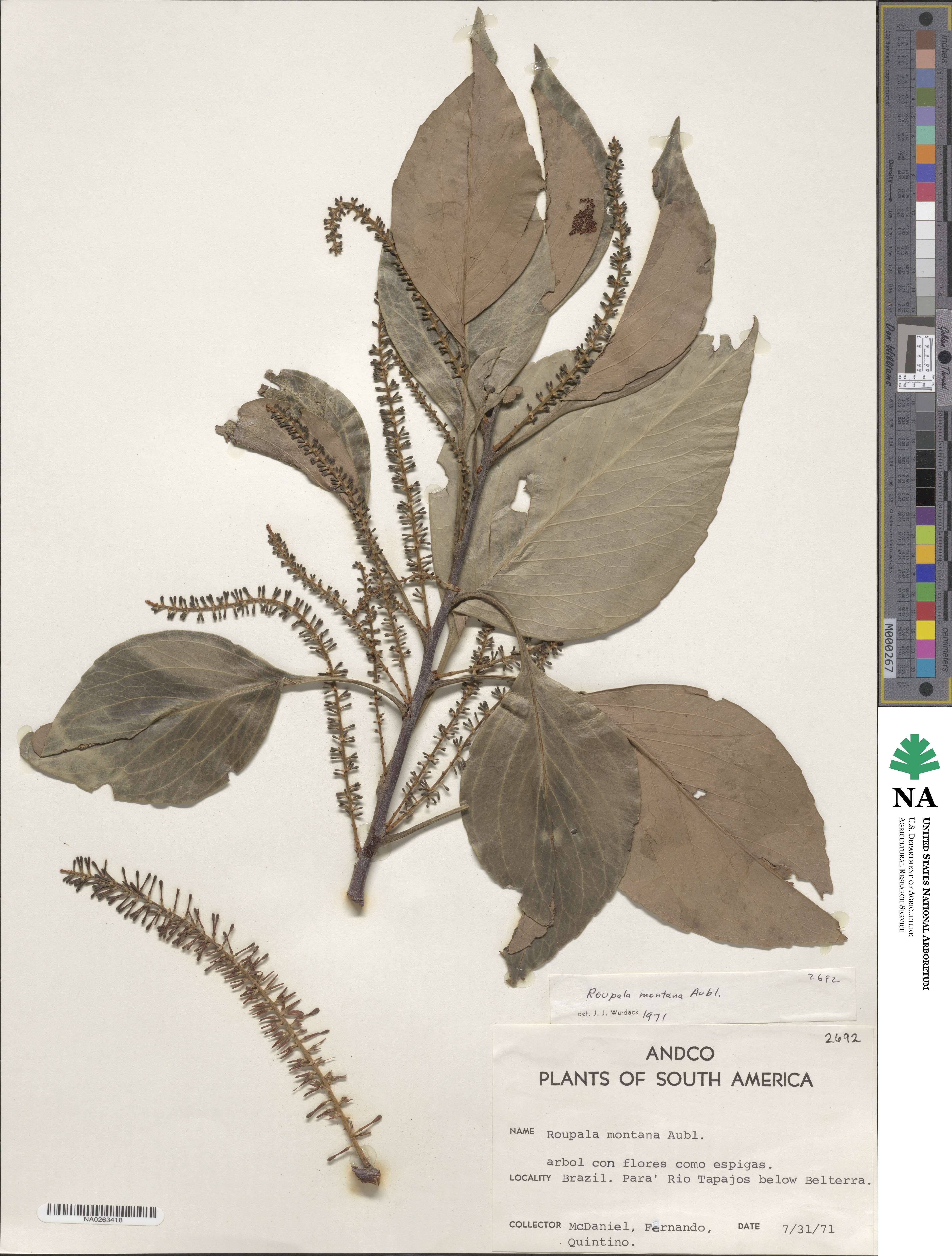 Roupala montana image
