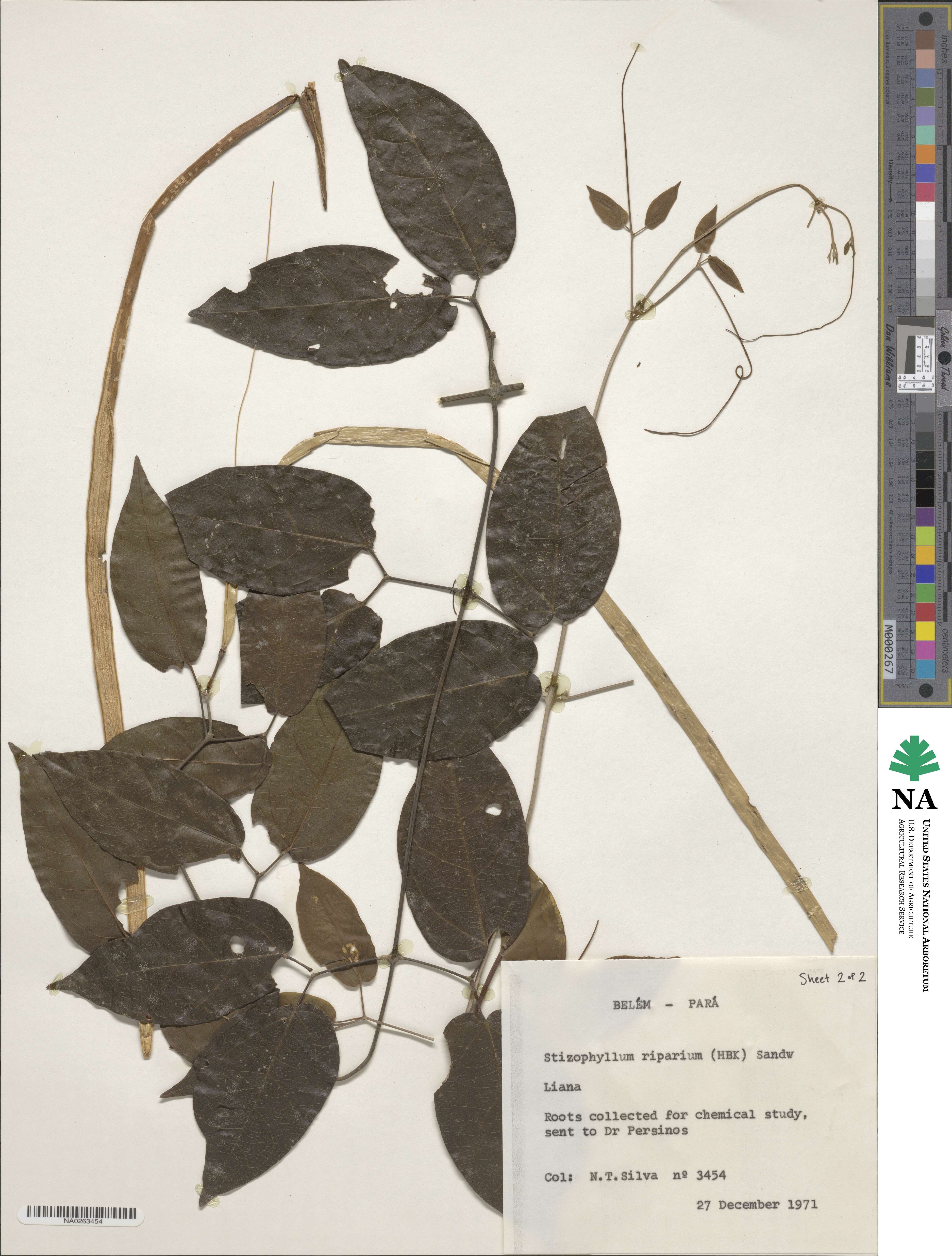 Stizophyllum image