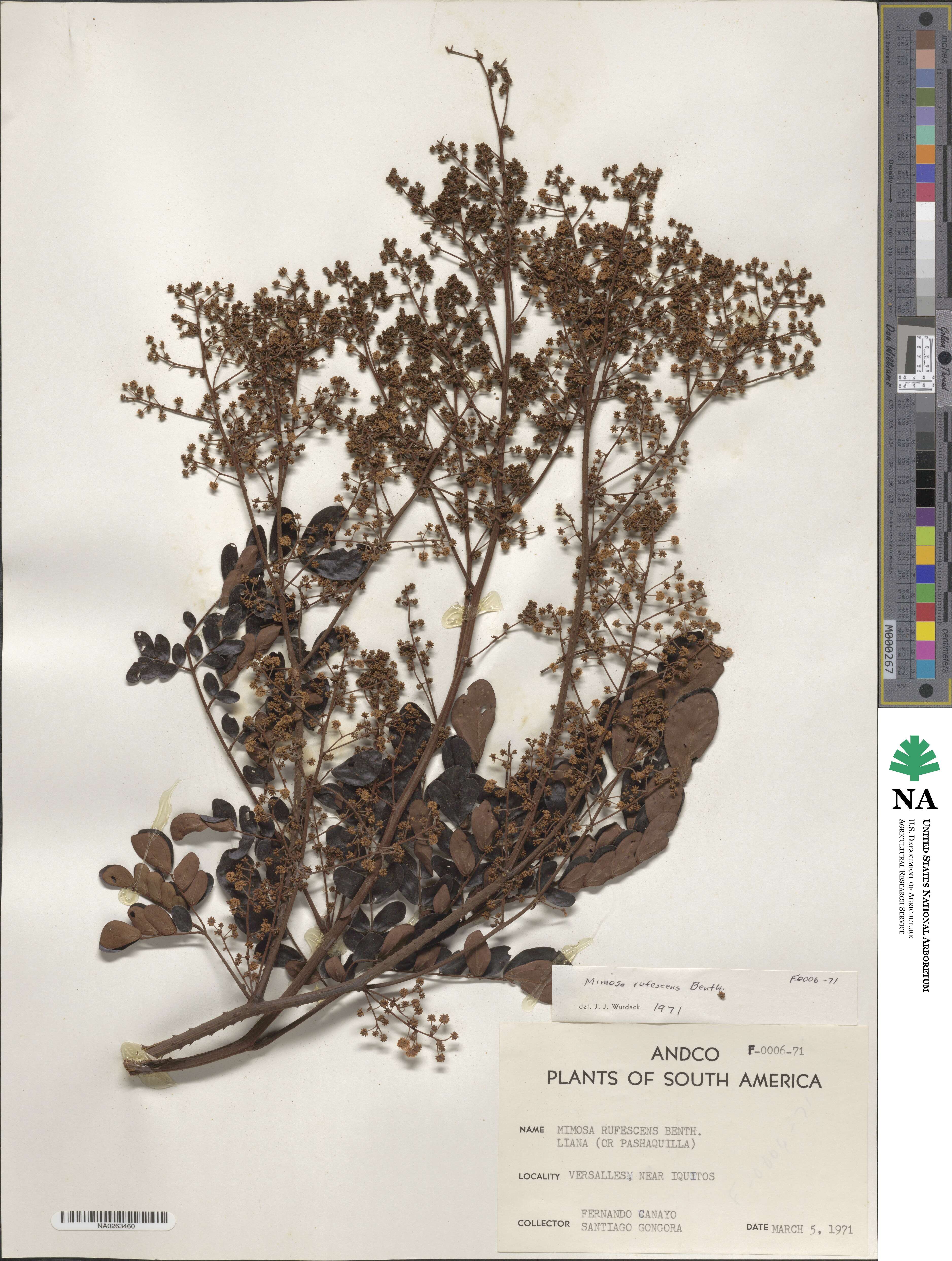 Mimosa rufescens image