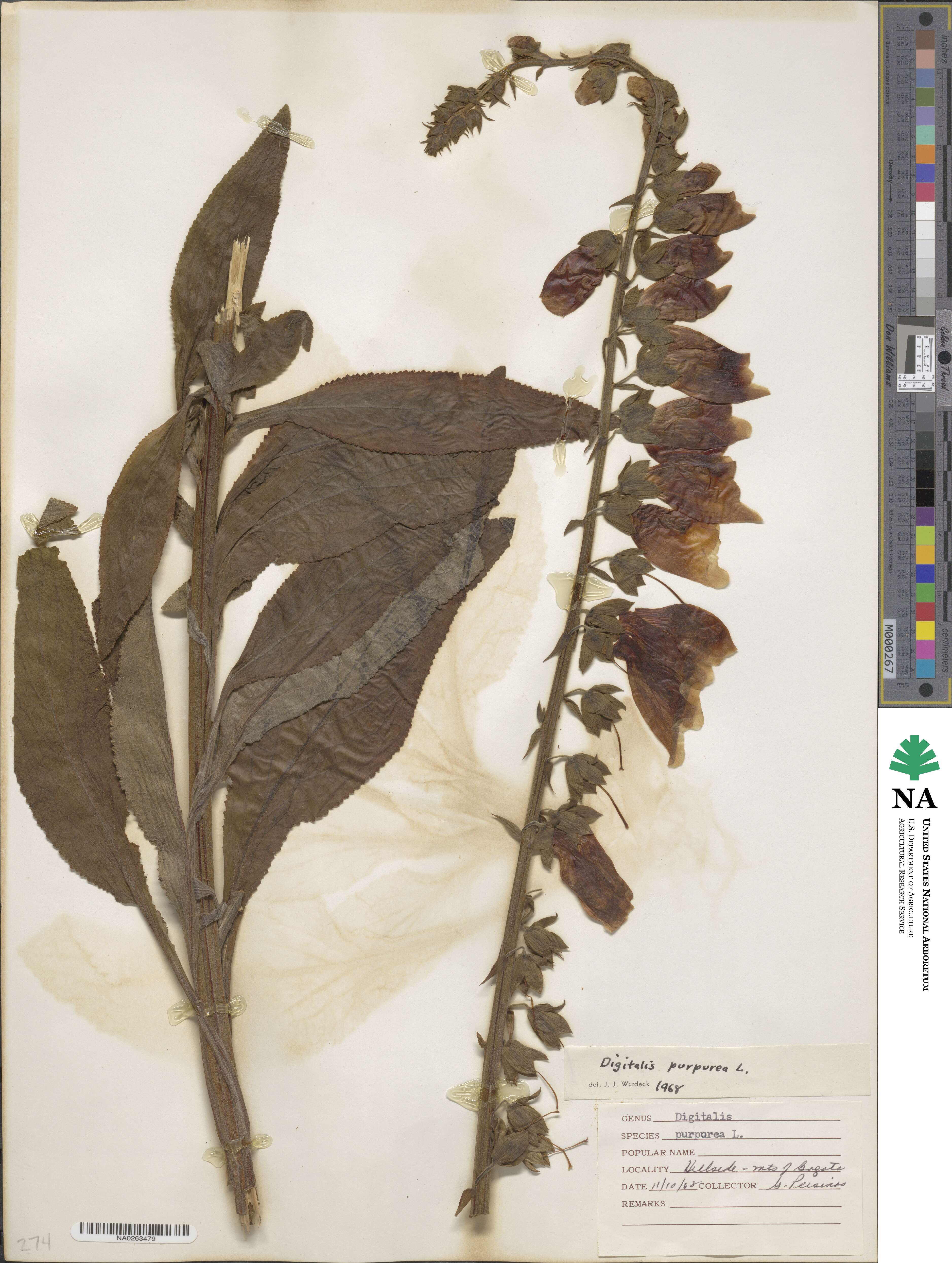 Digitalis purpurea image
