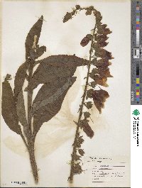 Digitalis purpurea image