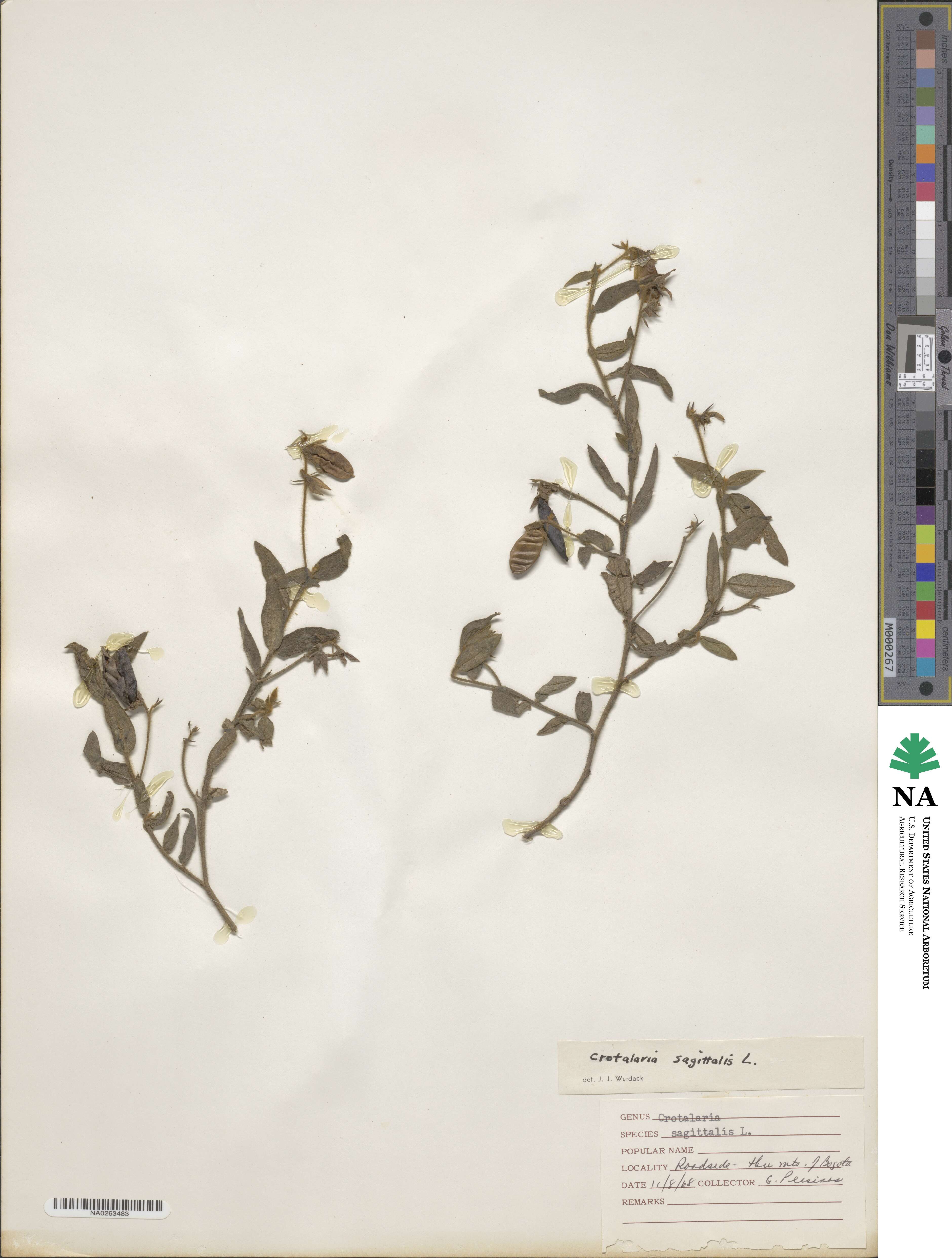 Crotalaria sagittalis image