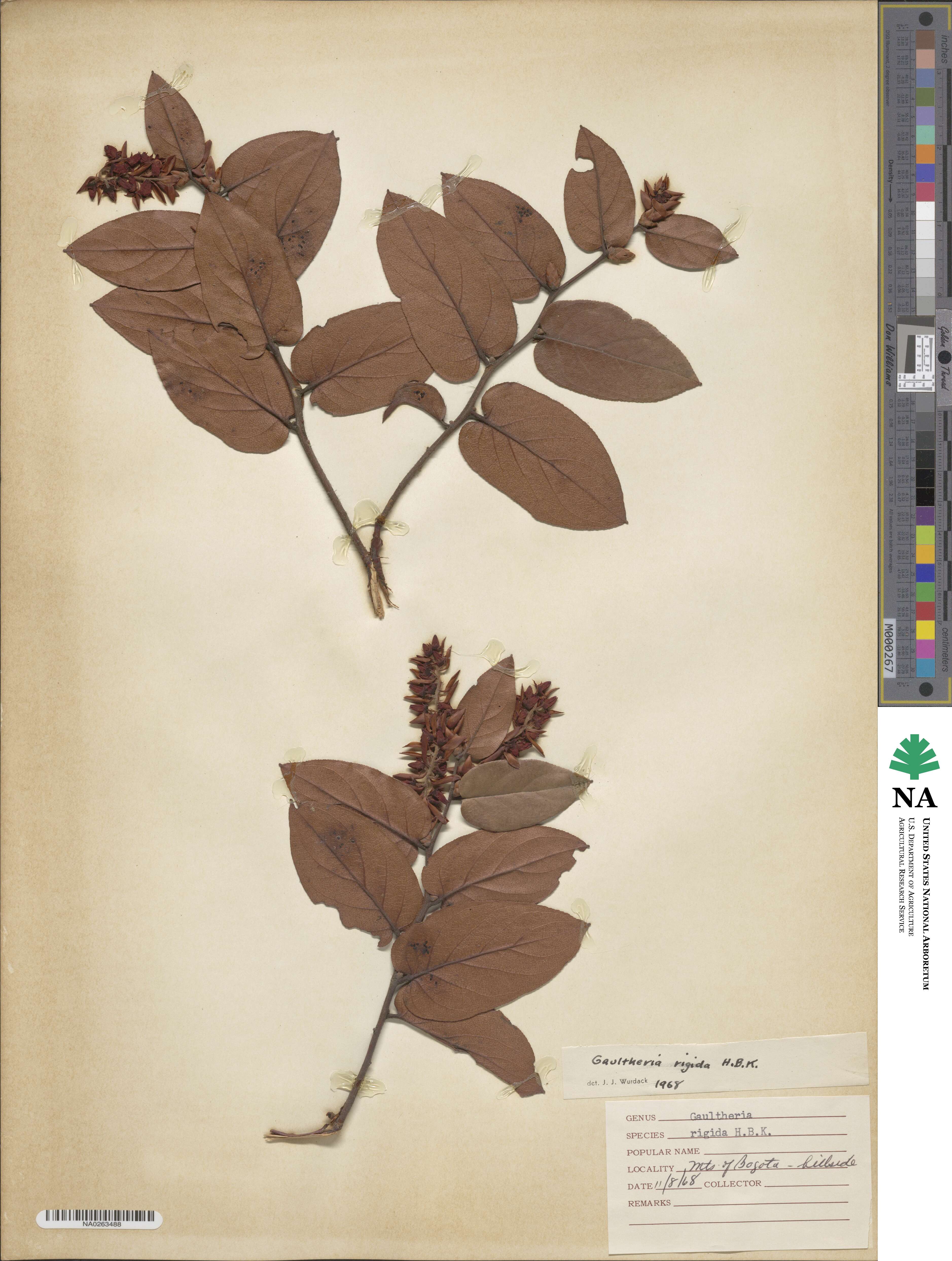 Gaultheria rigida image