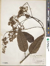 Image of Ageratina ampla