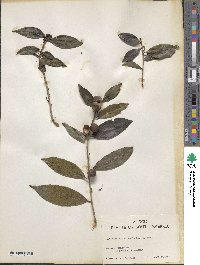 Camellia sinensis image