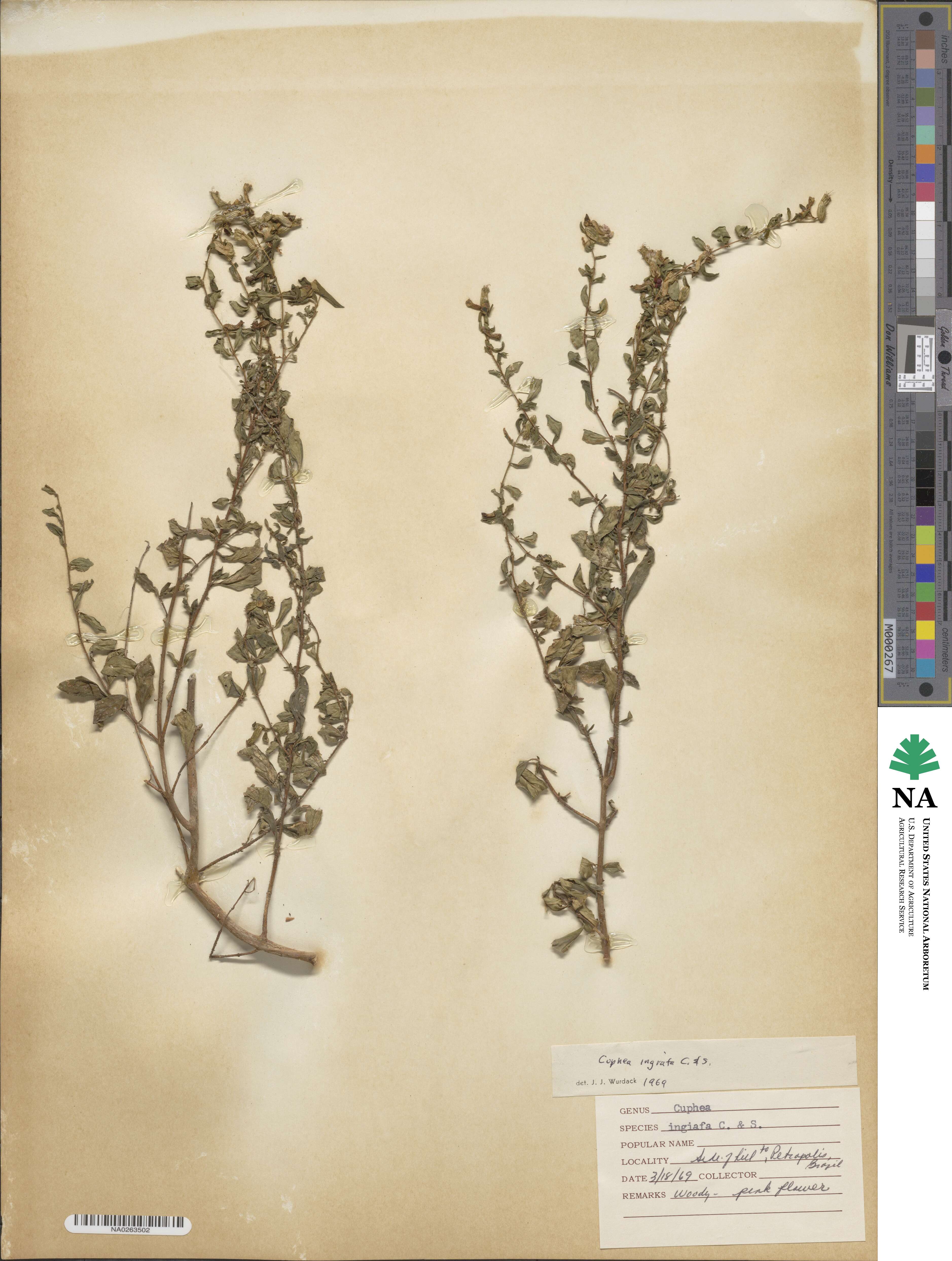 Cuphea ingrata image