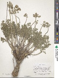 Lomatium foeniculaceum image