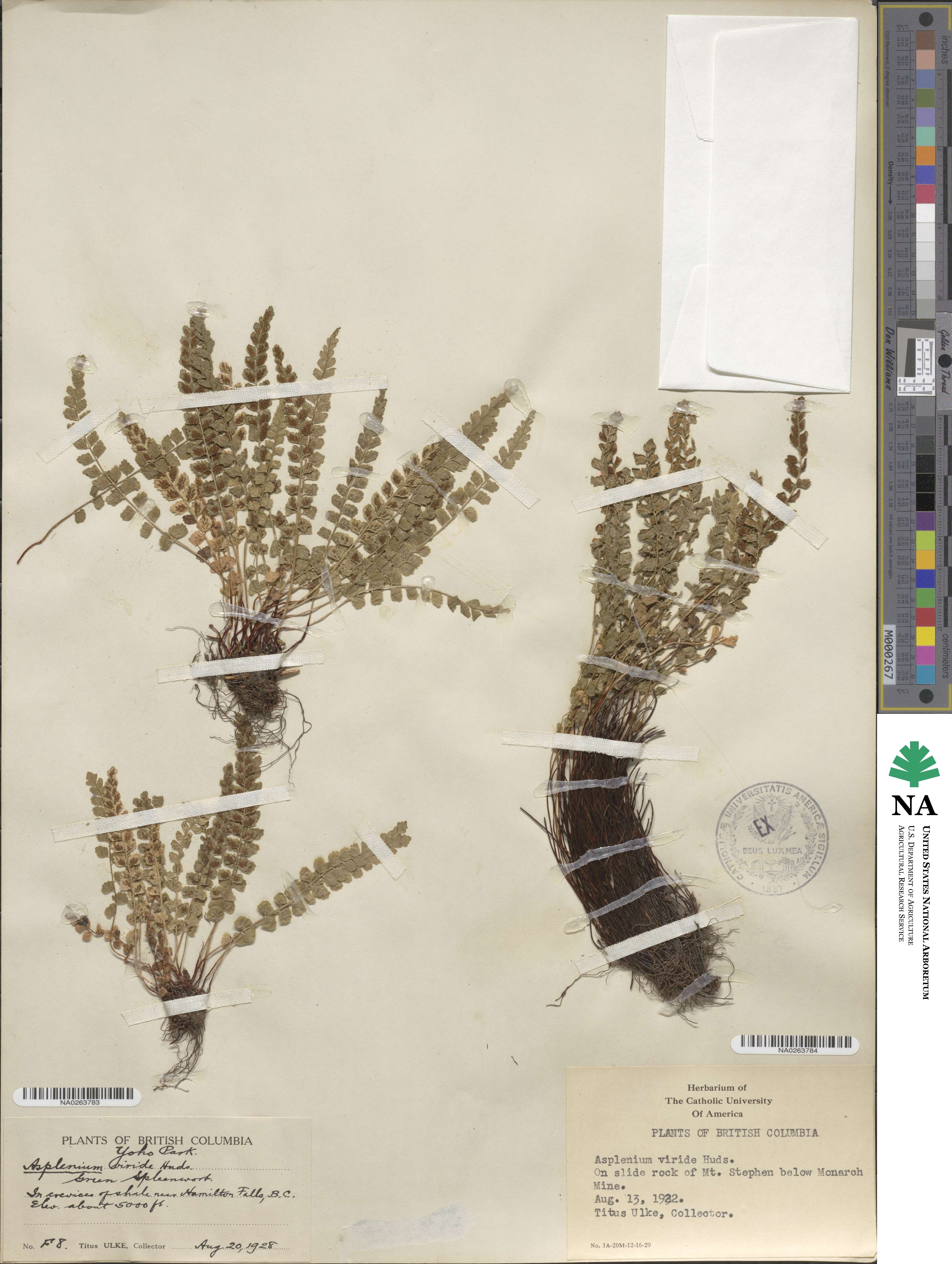 Asplenium viride image