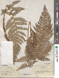 Dryopteris arguta image