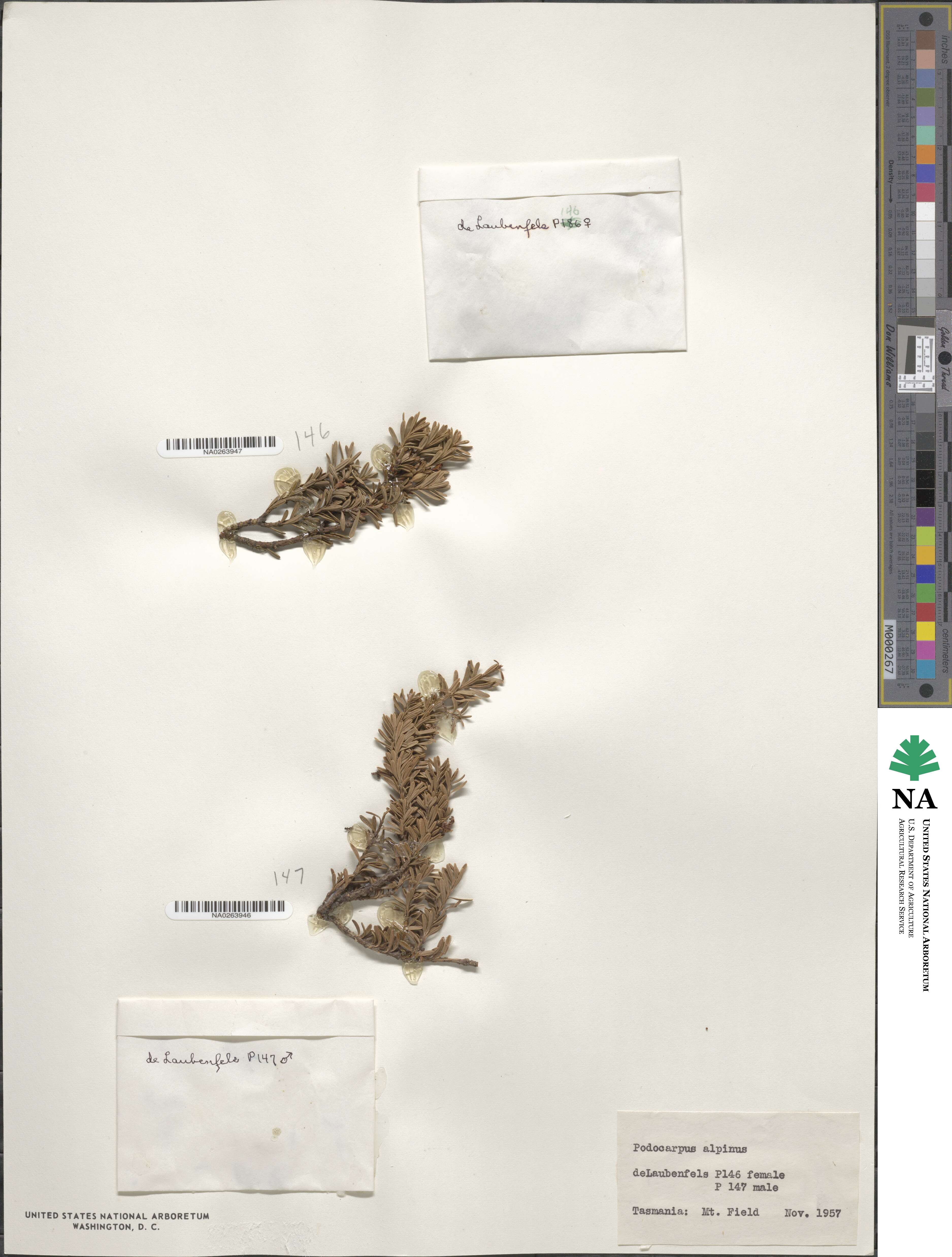 Podocarpus lawrencei image