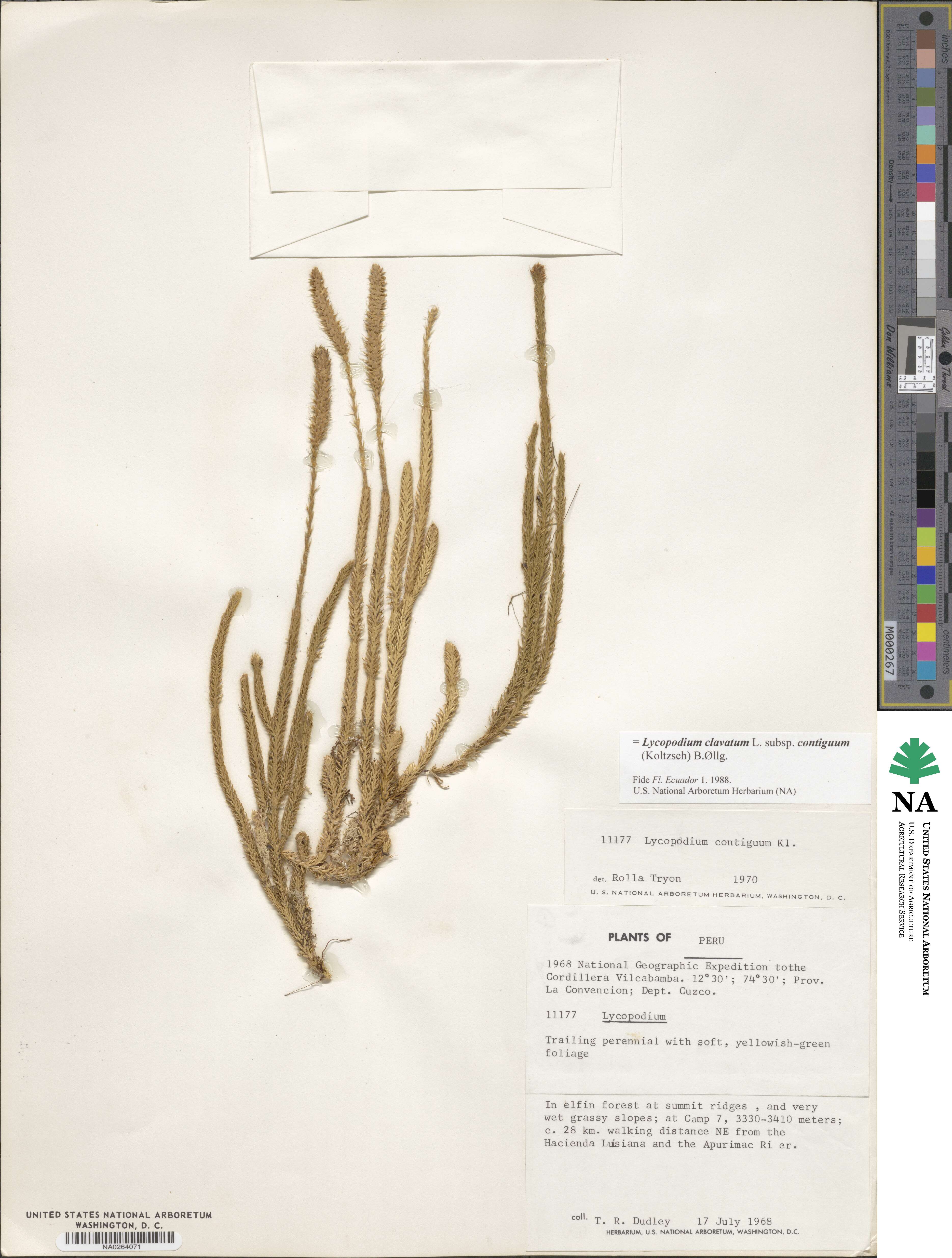 Lycopodium clavatum image