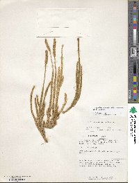 Lycopodium clavatum subsp. contiguum image