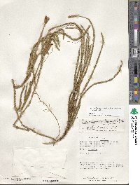 Lycopodium clavatum subsp. contiguum image