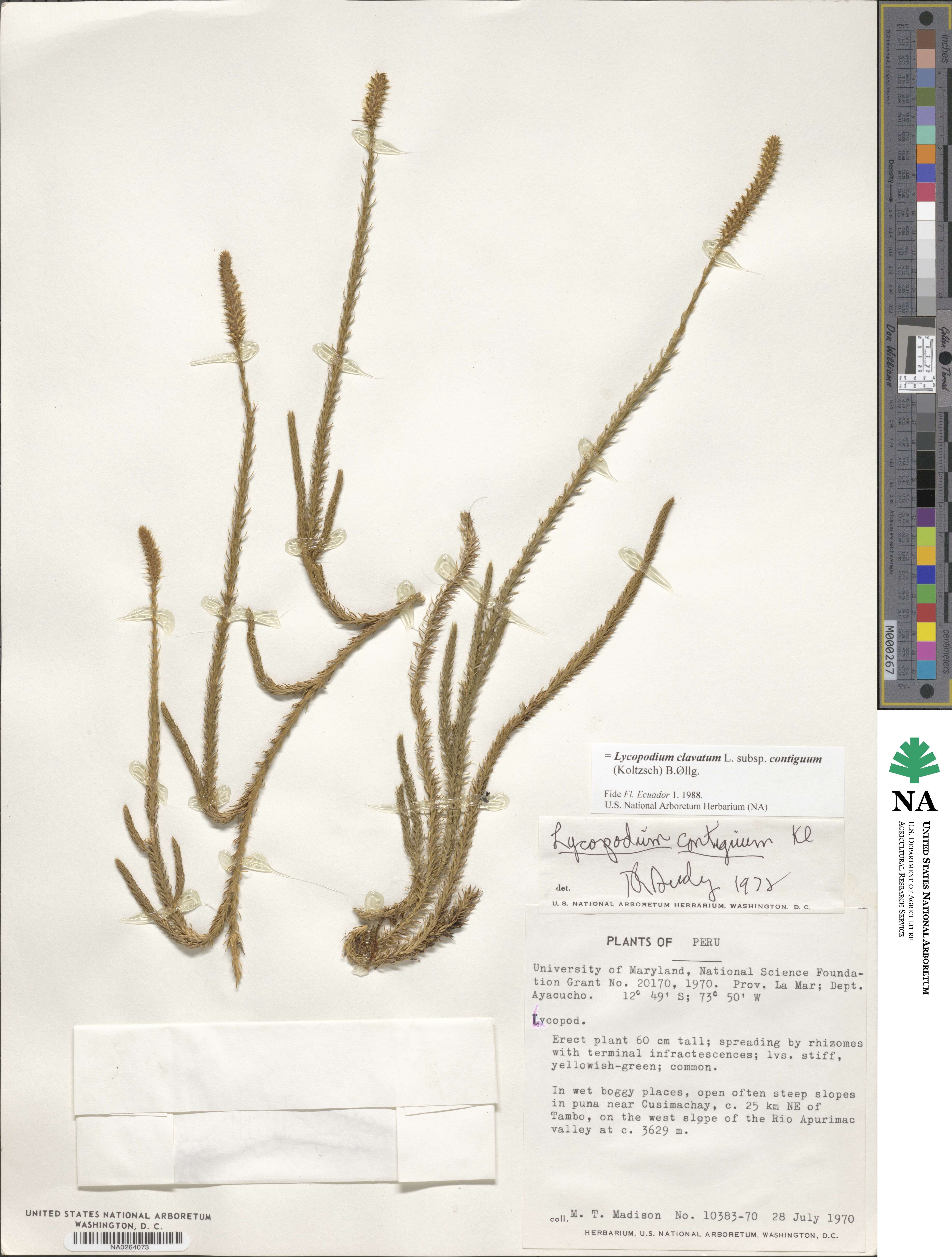 Lycopodium clavatum subsp. contiguum image