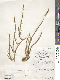 Lycopodium clavatum subsp. contiguum image