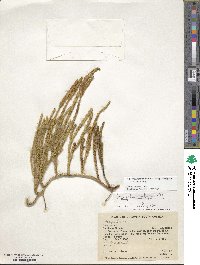 Lycopodium clavatum subsp. contiguum image