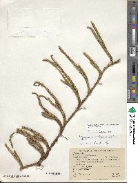 Lycopodium clavatum subsp. contiguum image