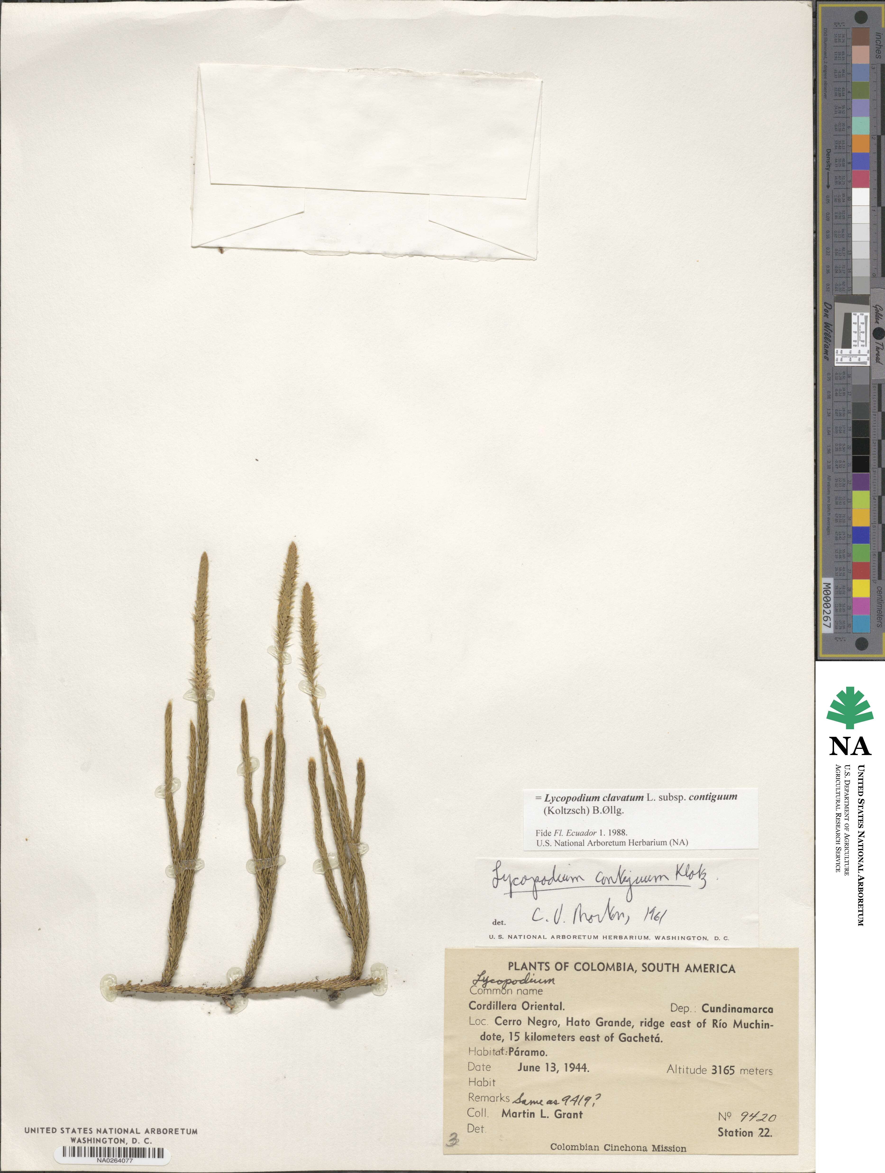 Lycopodium clavatum subsp. contiguum image