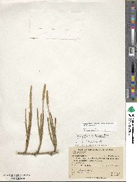 Lycopodium clavatum subsp. contiguum image