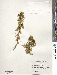 Image of Austrolycopodium confertum