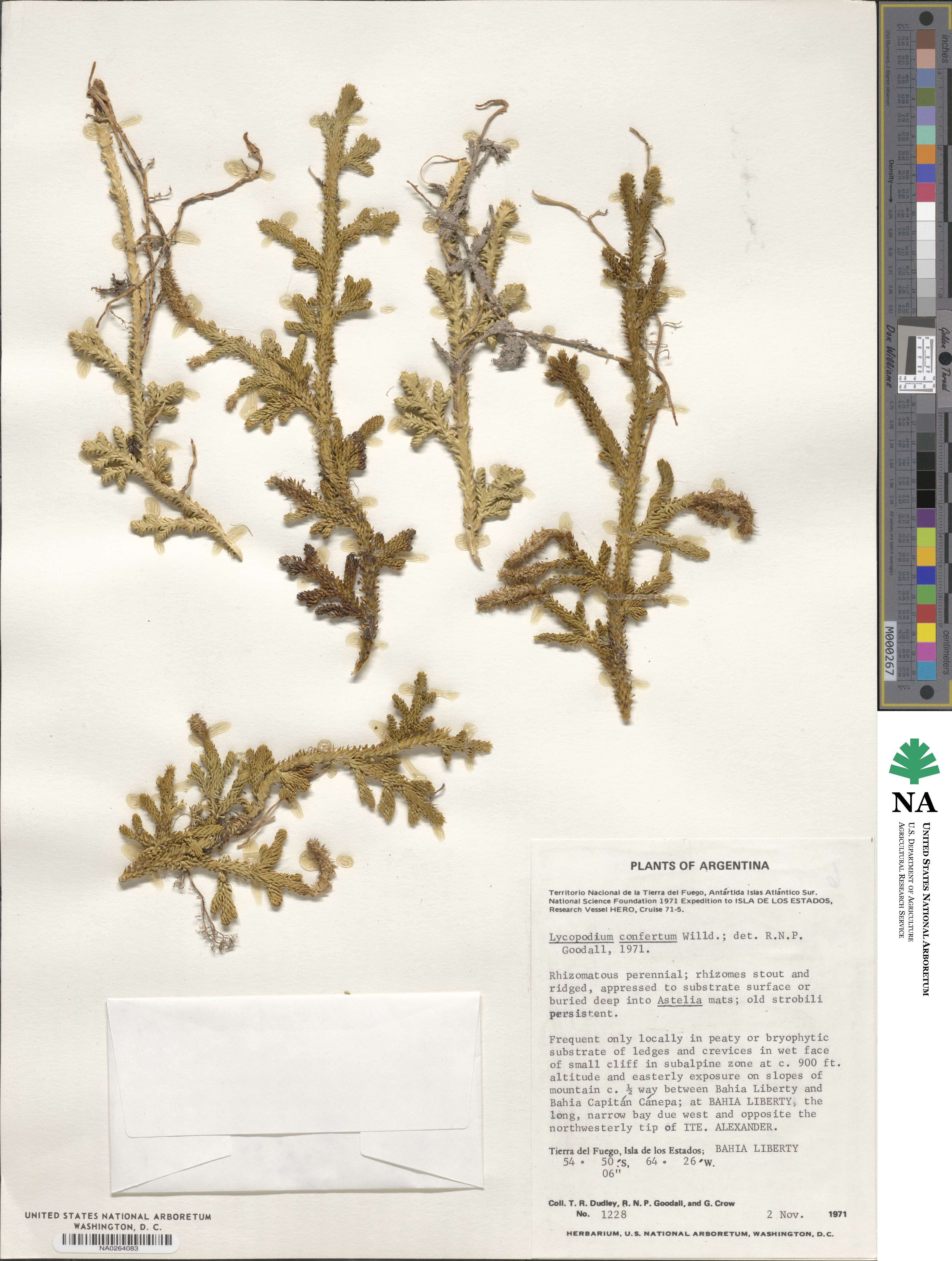 Austrolycopodium confertum image