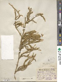 Lycopodium clavatum image