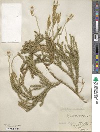 Lycopodium clavatum image