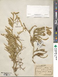 Lycopodium clavatum image