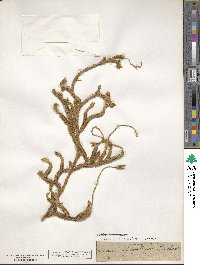 Lycopodium clavatum image