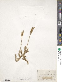 Lycopodium clavatum image