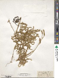 Lycopodium clavatum image