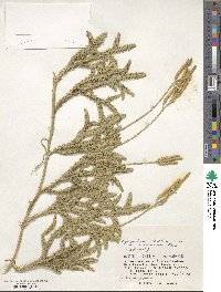 Lycopodium clavatum image