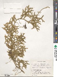 Lycopodium clavatum image