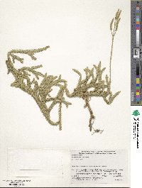 Lycopodium clavatum image